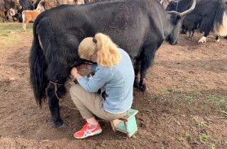 Texterin Milch melken Yak
